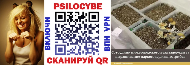 Псилоцибиновые грибы мухоморы  blacksprut ССЫЛКА  Нестеров 